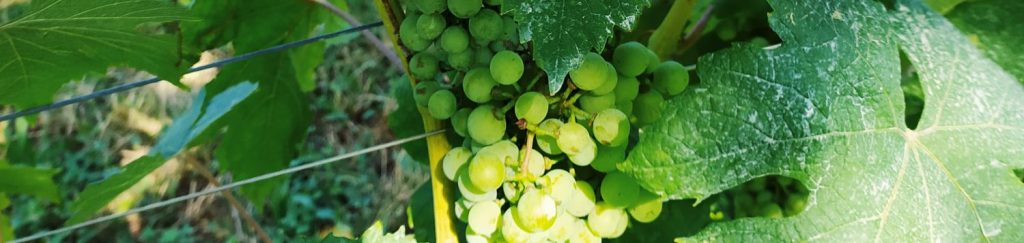 Vins du monde - passionnée de vins - Kiet Yun Yeung